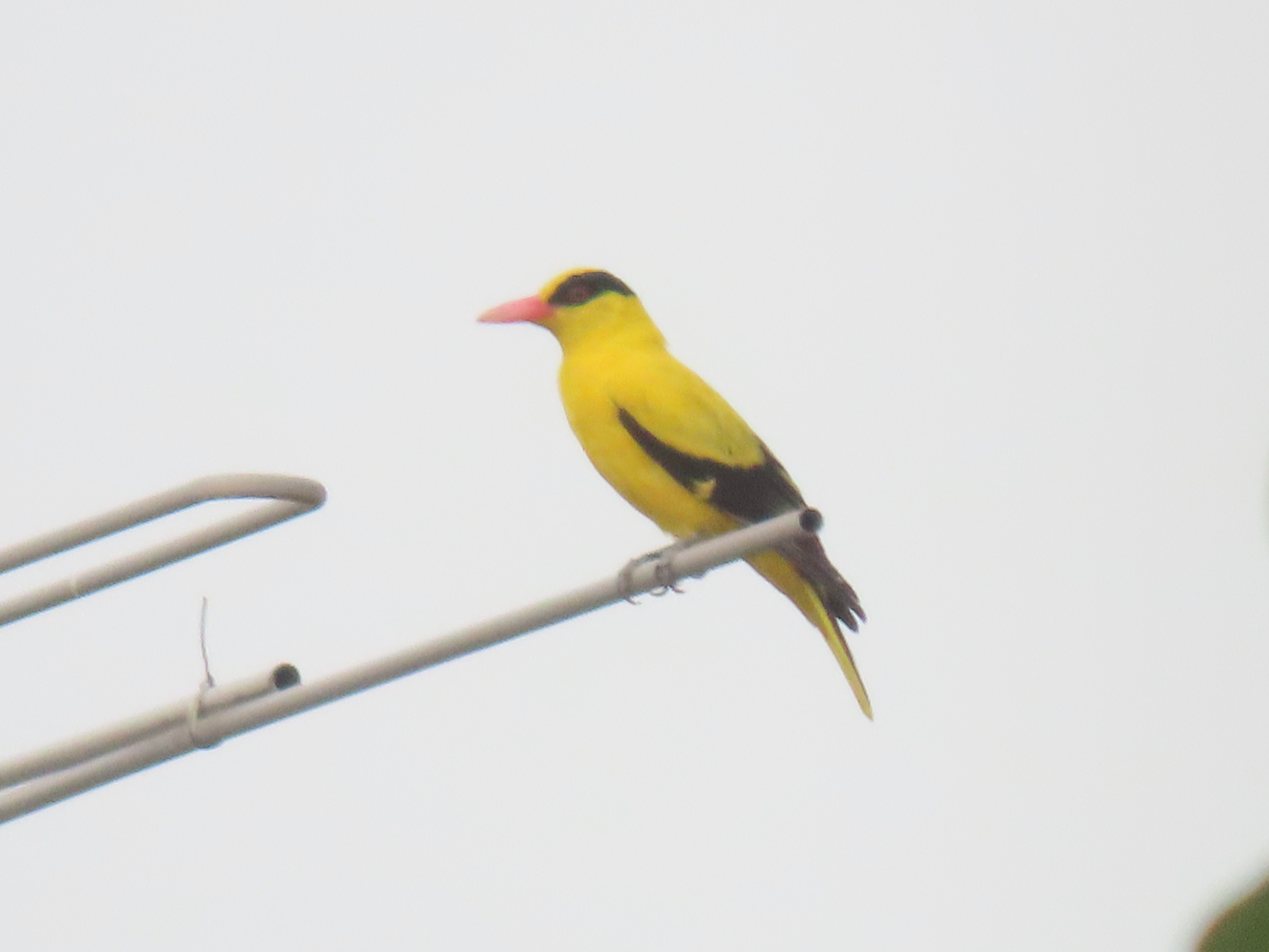 Black-naped oriole 