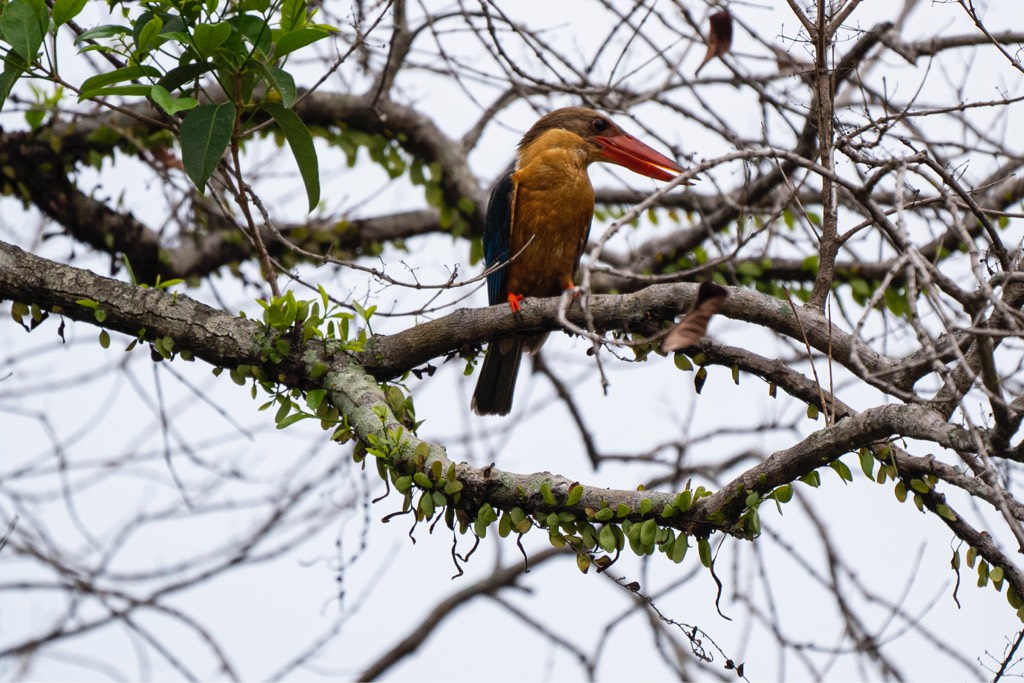Stork bill kingfisher