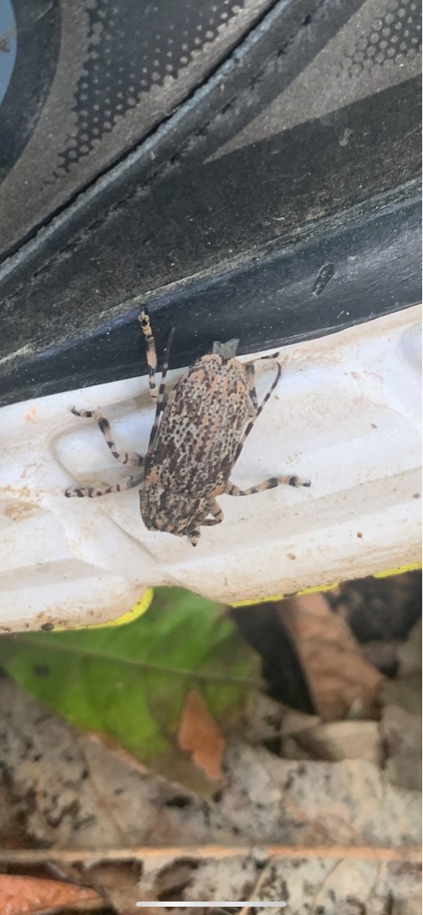Bug