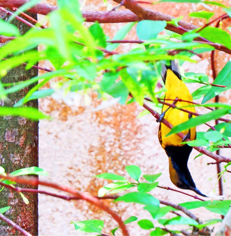 Olive-backed sunbird