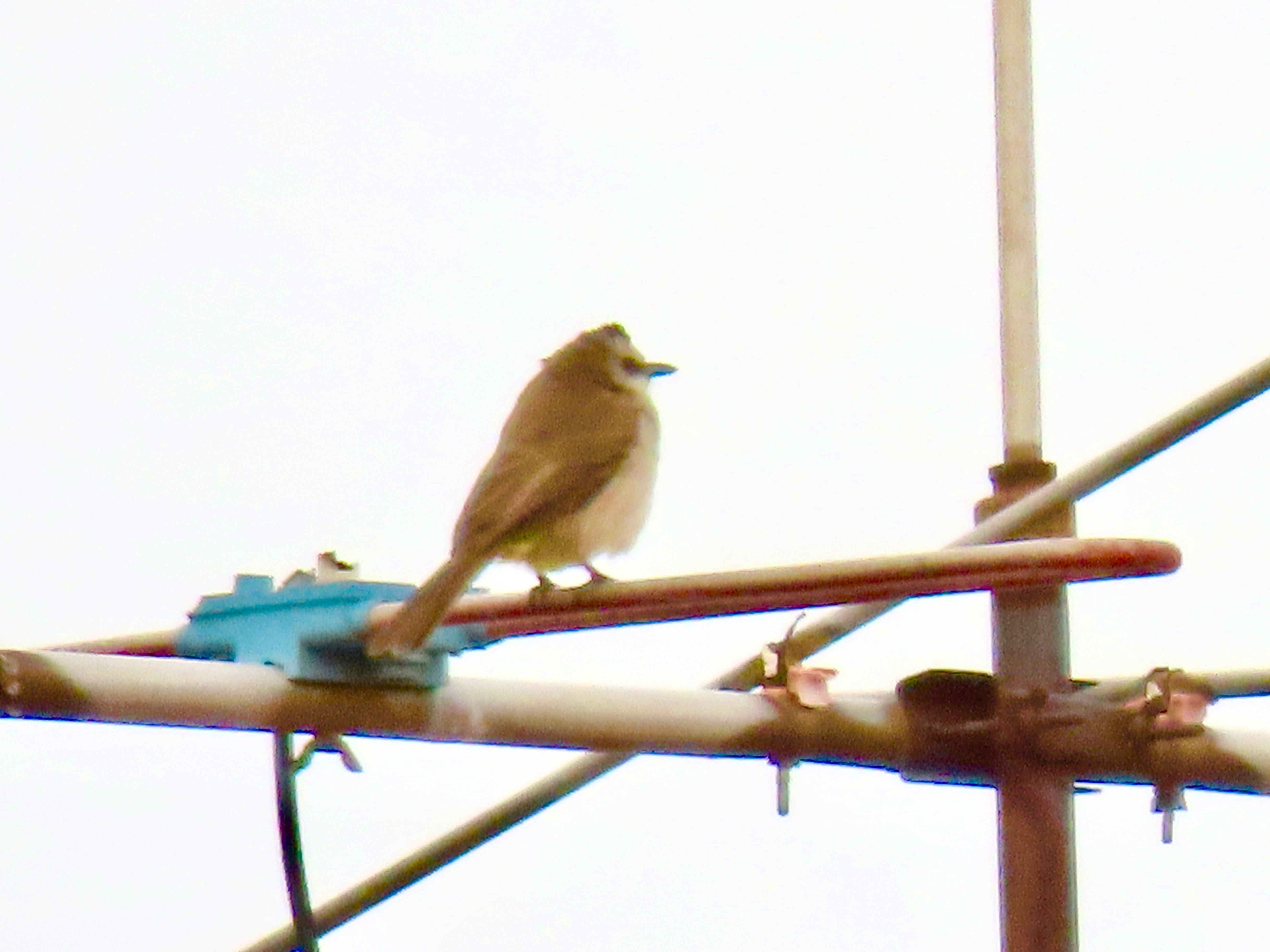 Yellow-vented bulbul