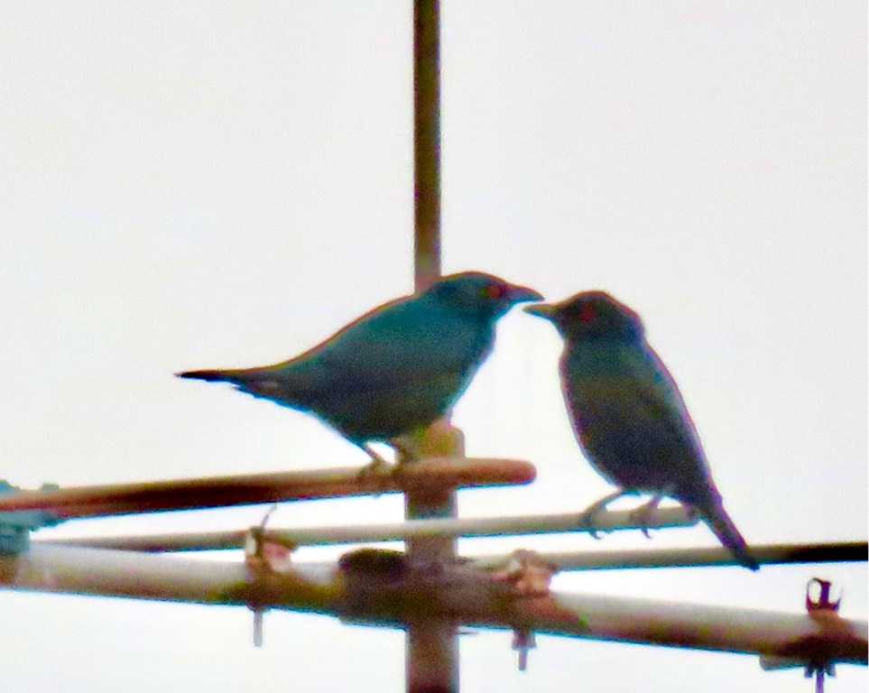 Asian glossy starling 