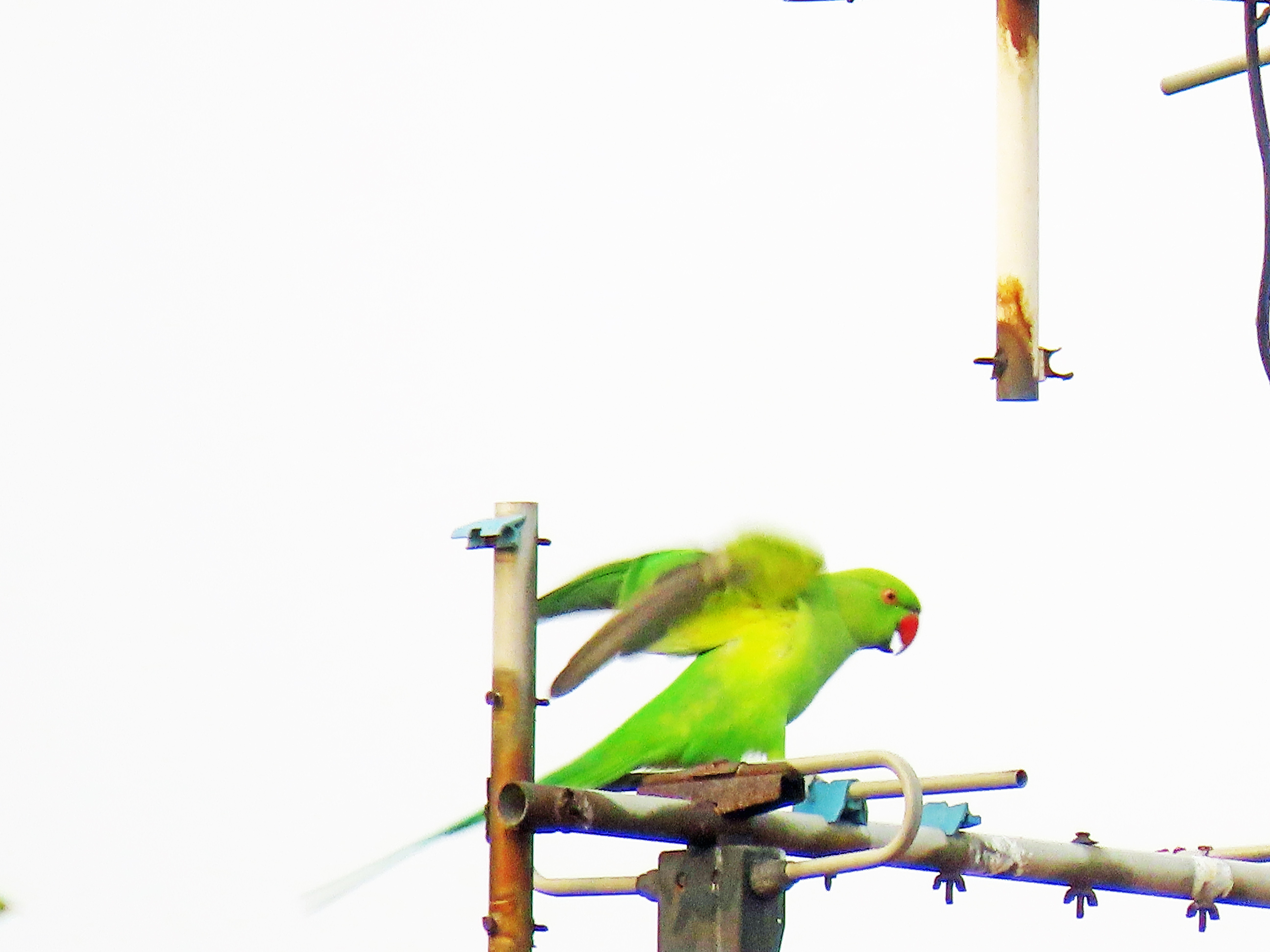 Rose-ringed parakeet 
