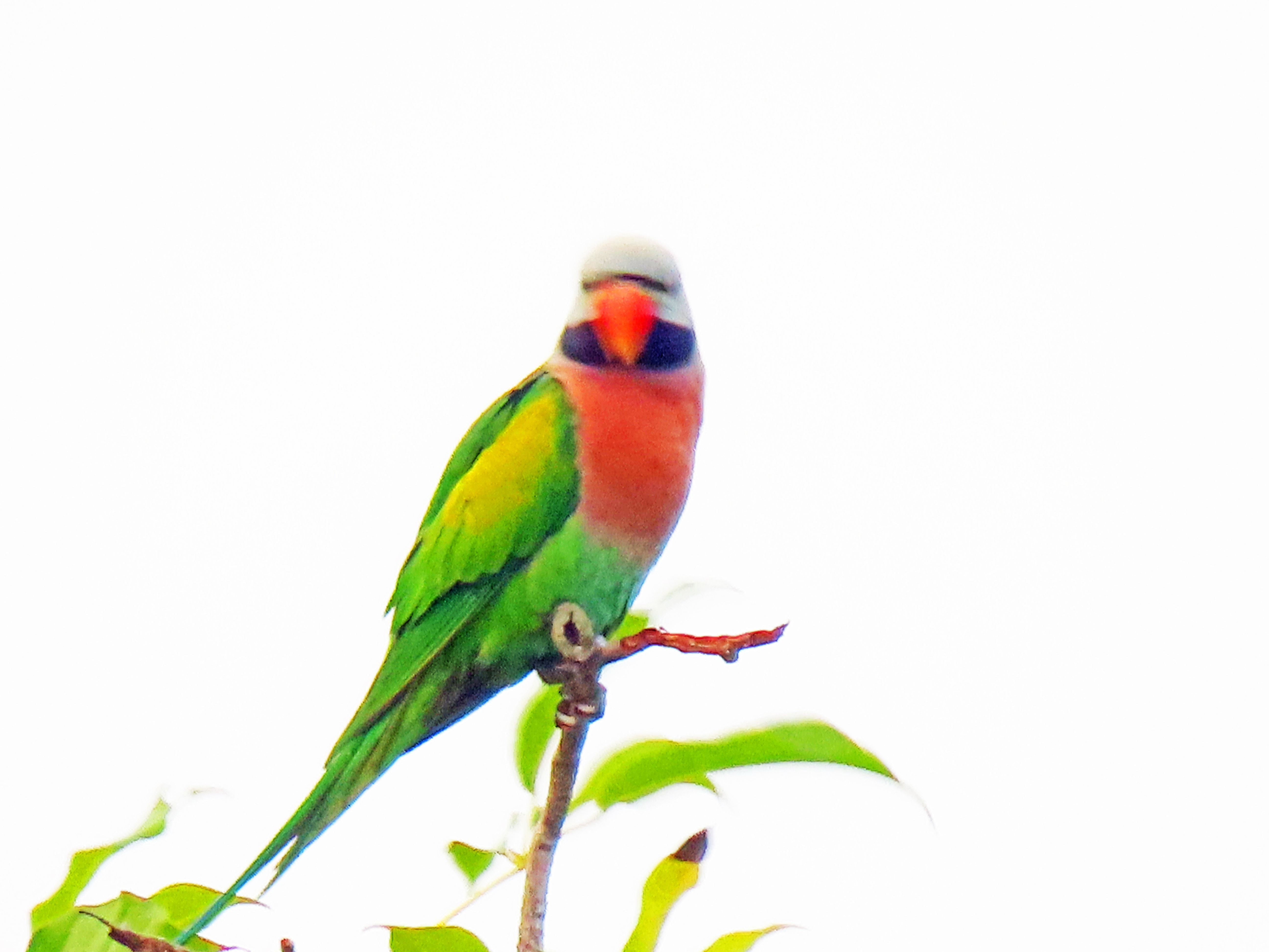 Red-breasted parakeet 