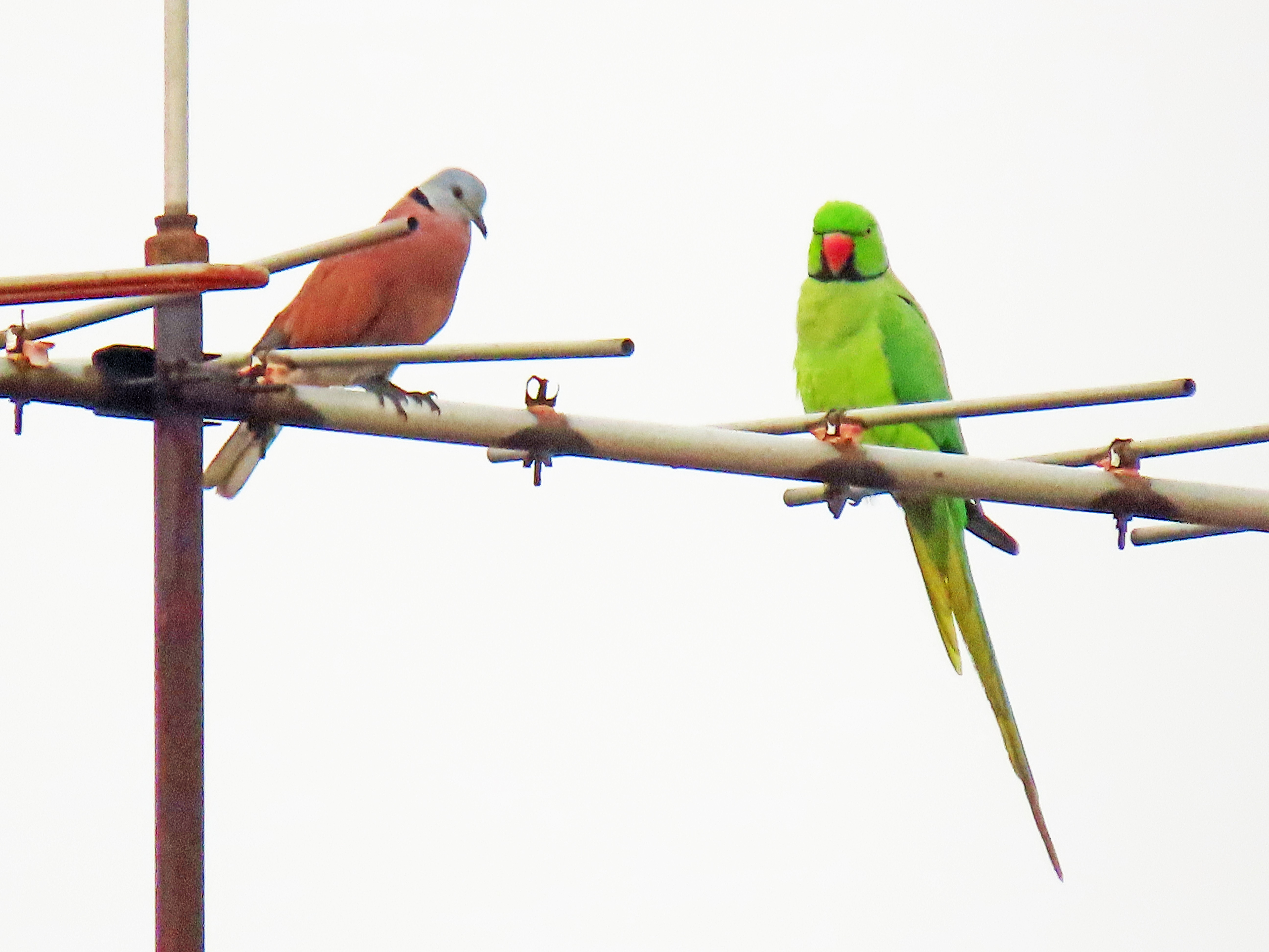 Rose-ringed parakeet and red turtle dove