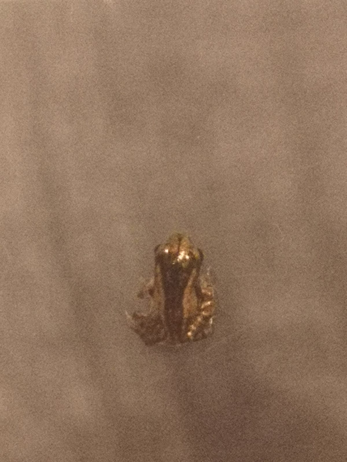 Smallest frog 3 mm