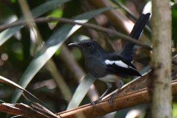 Oriental magpie-robin   