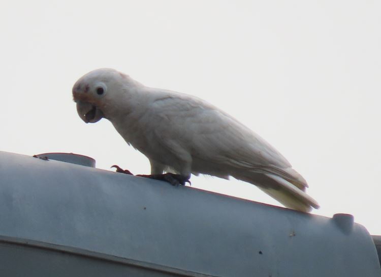 Tamnibar corella