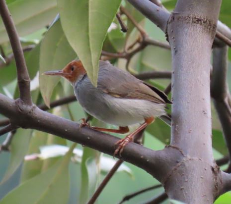 Ashy tailorbird