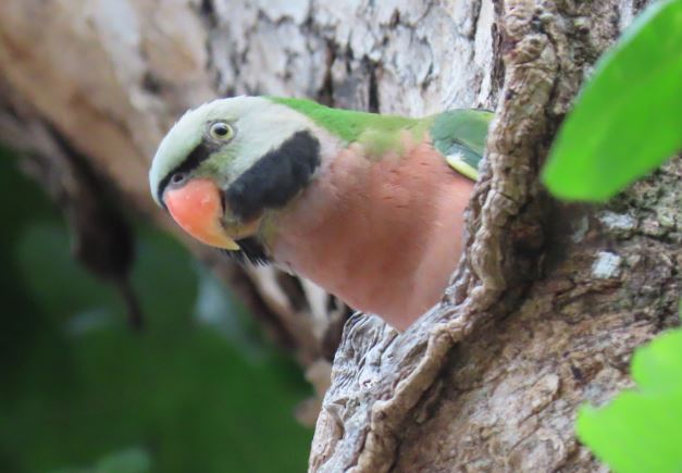 Red-breasted parakeet