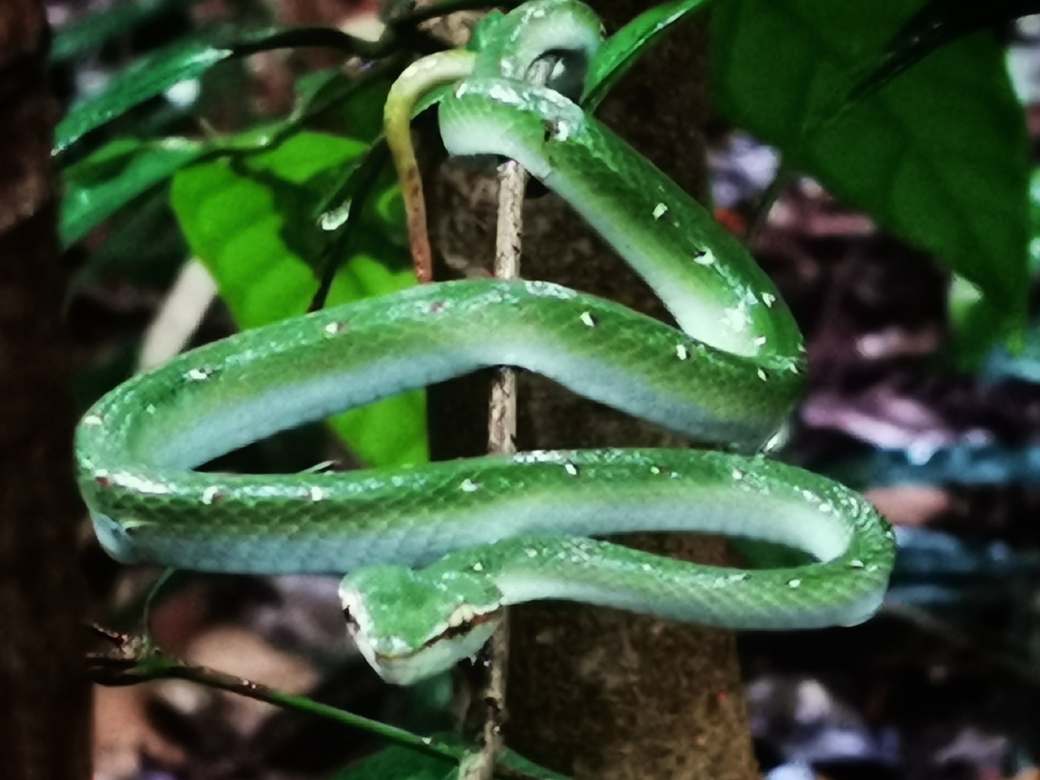 Wagler's pit viper 