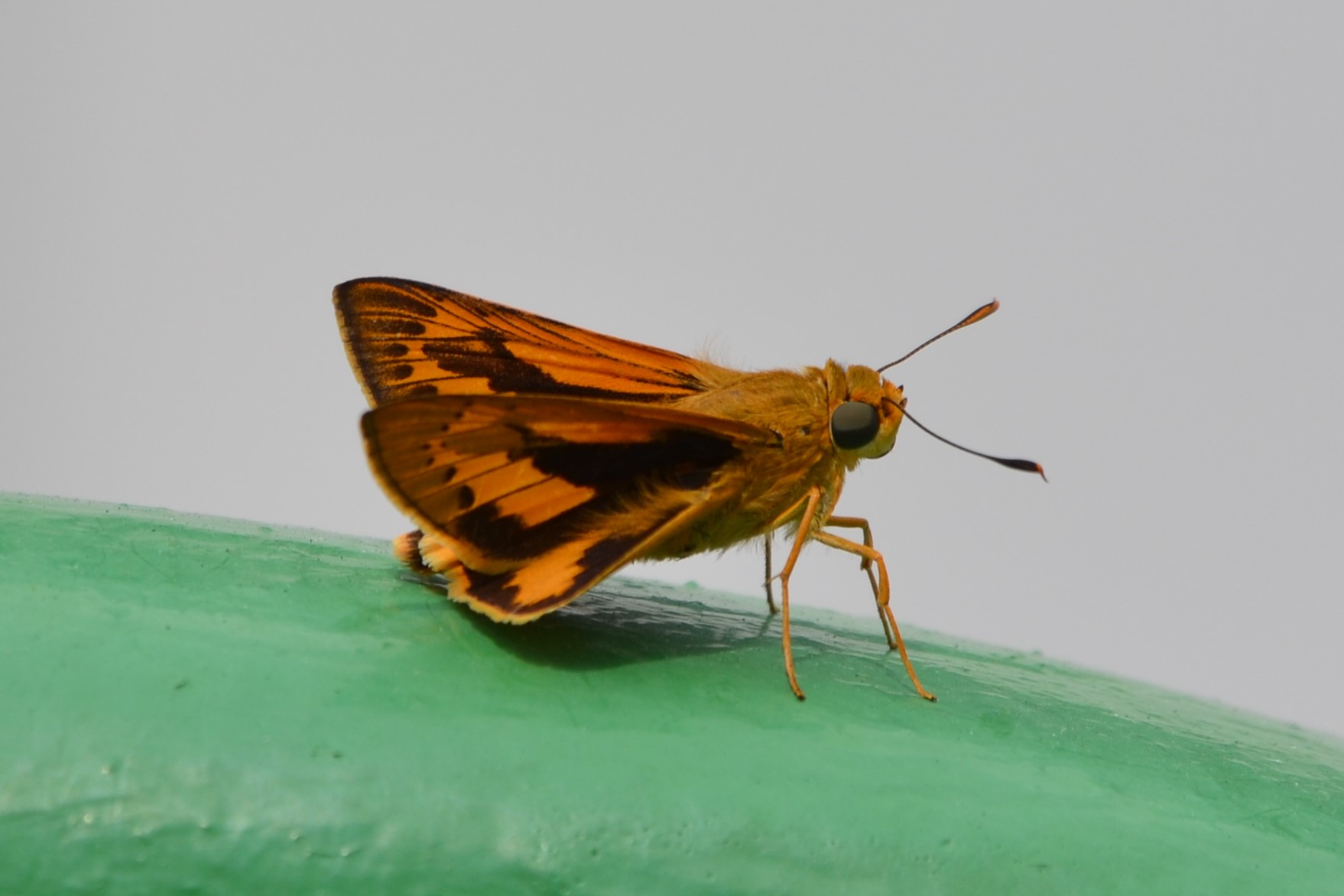 Common palm dart