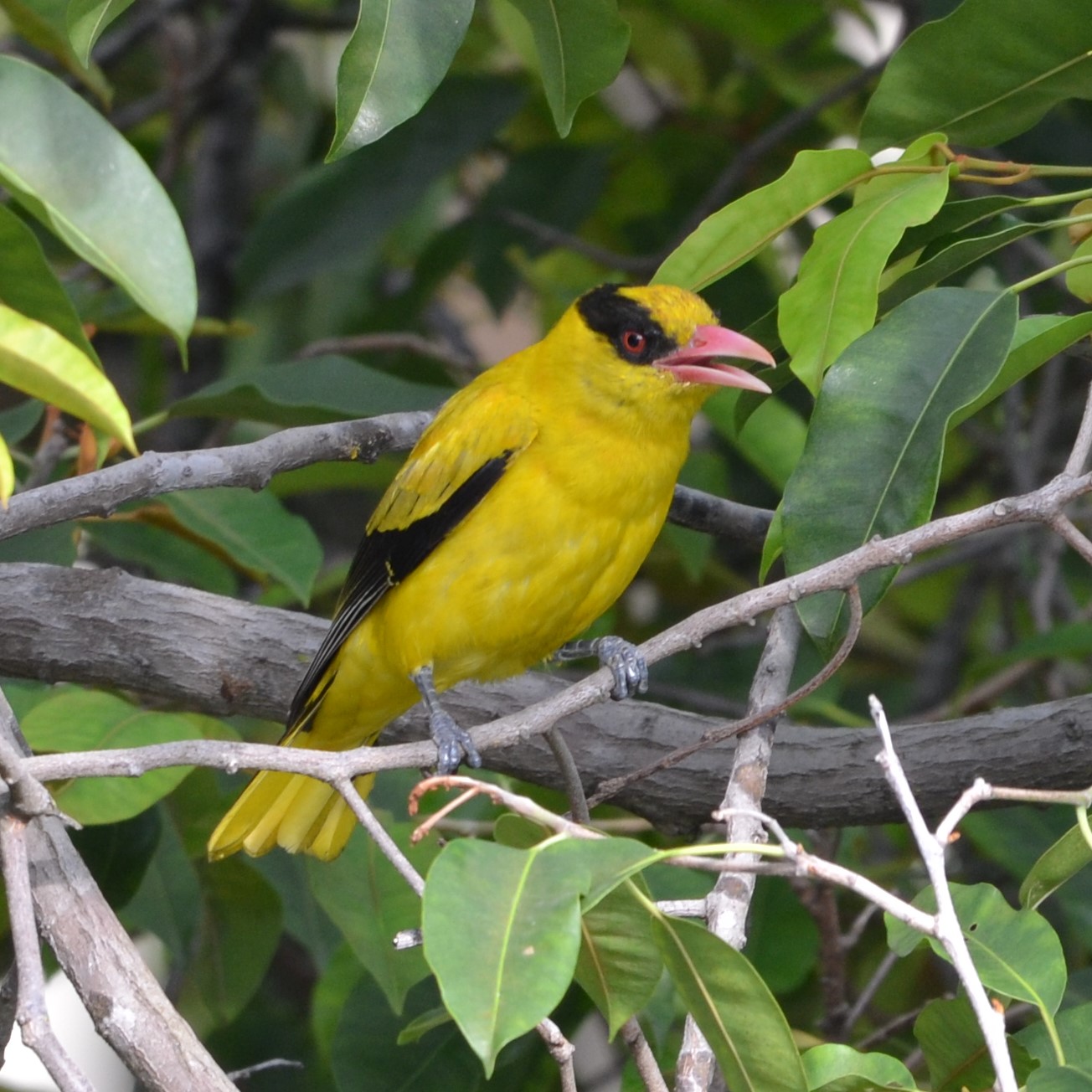 Black-naped oriole