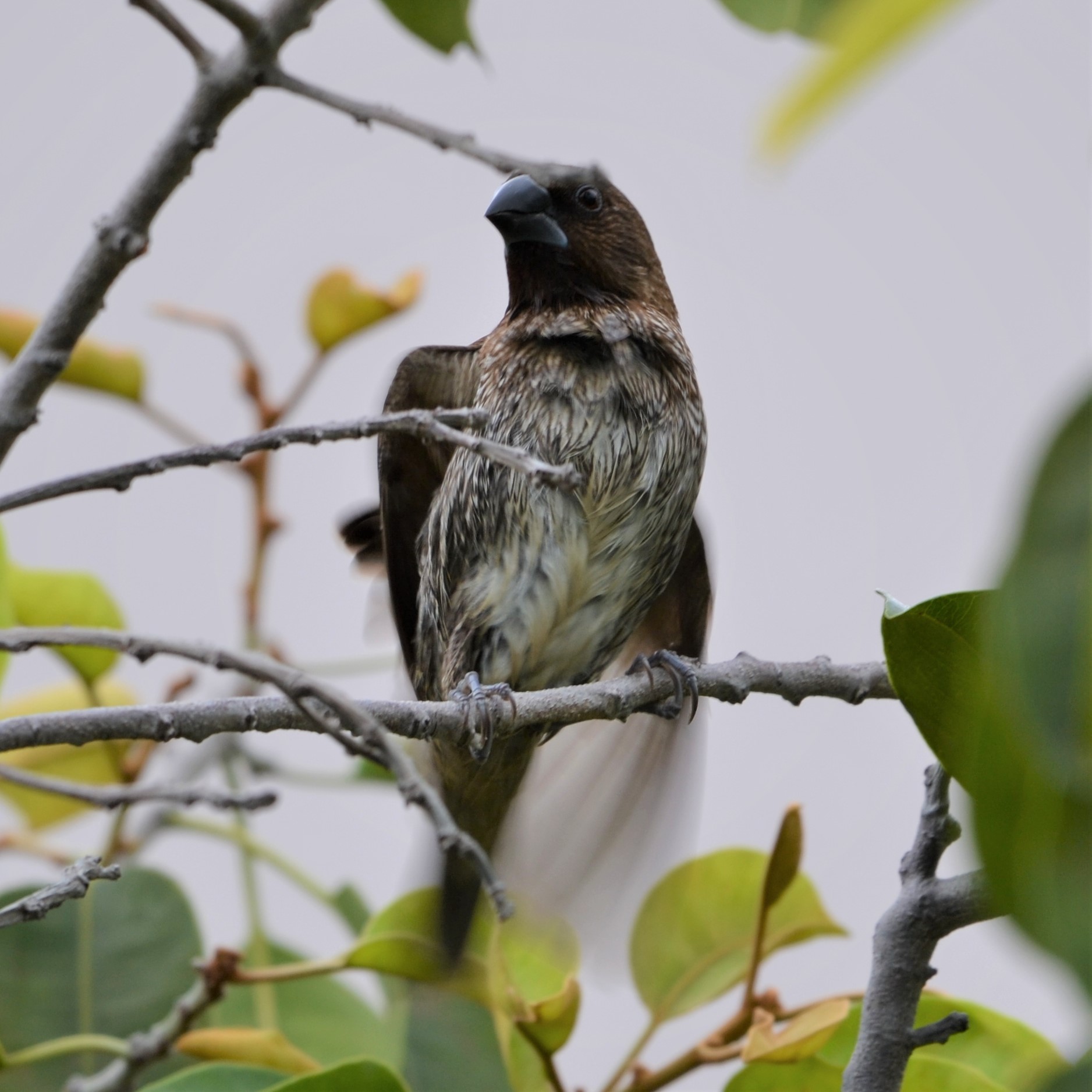 Scaly-breasted munia