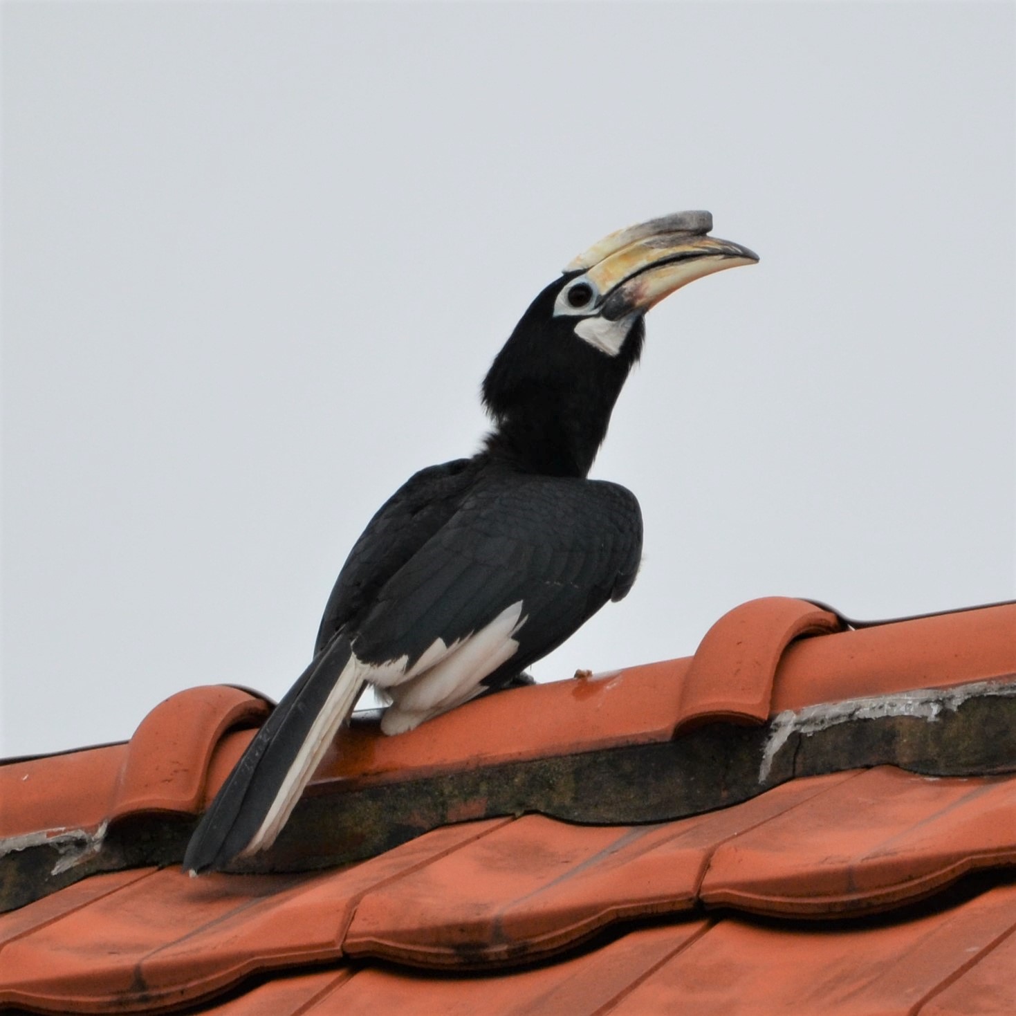 Oriental pied-hornbill