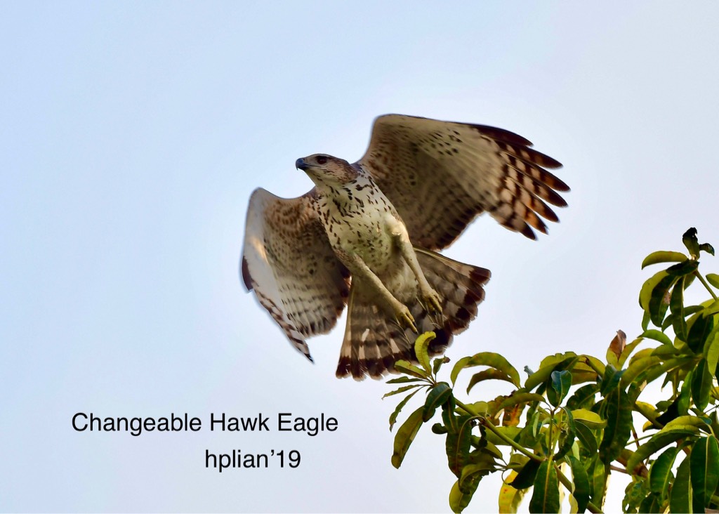 Changeable hawk eagle 