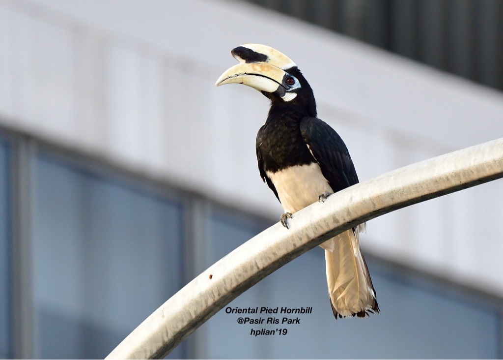 Oriental pied hornbill 