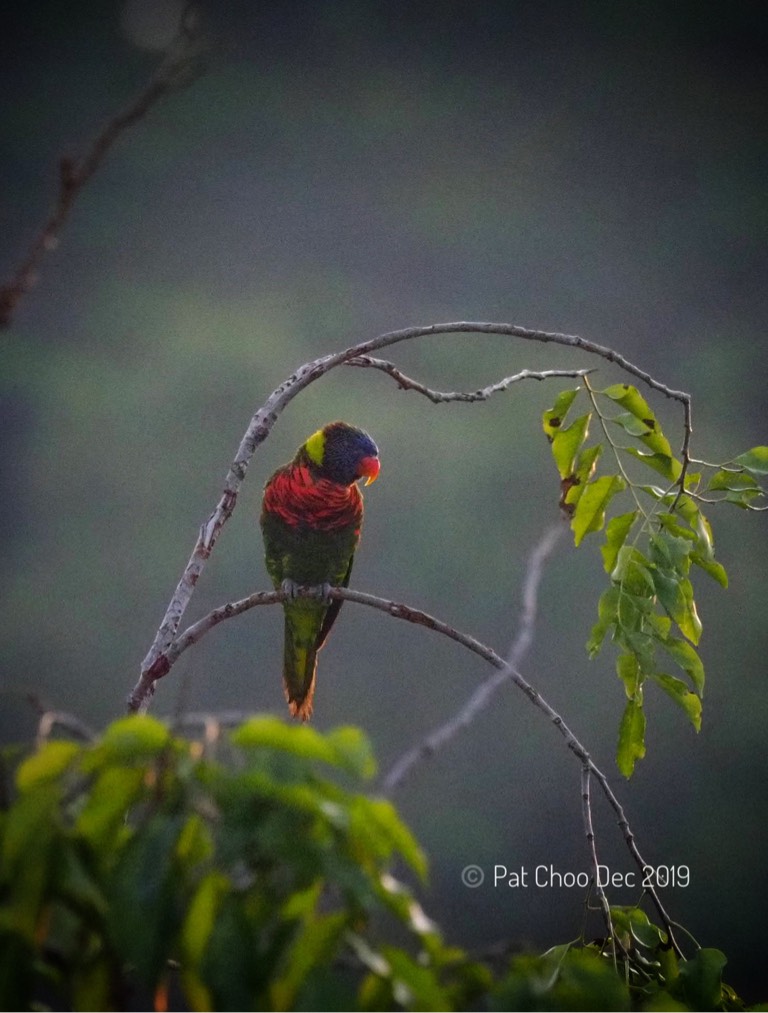 Rainbow lorikeet