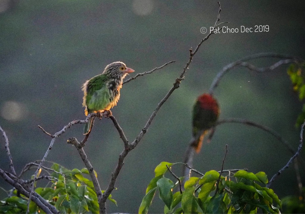 Lineated barbet