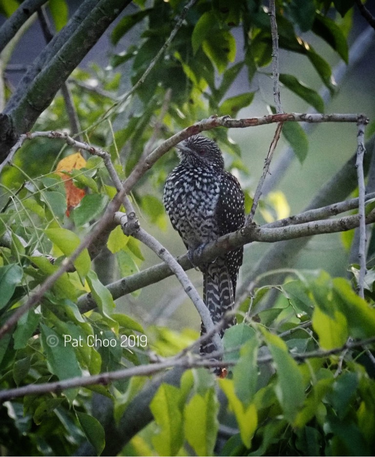 Asian koel (female)