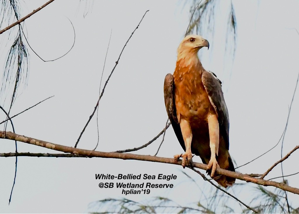 White-bellied sea eagle 
