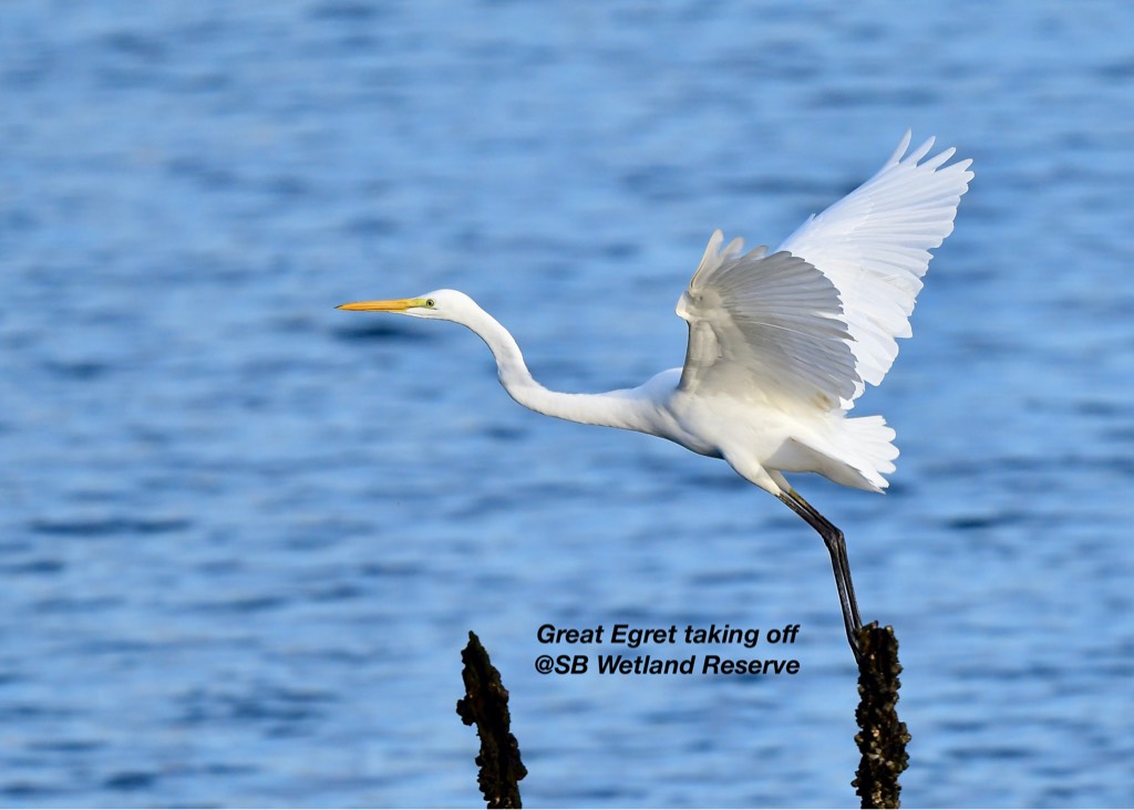 Great egret 