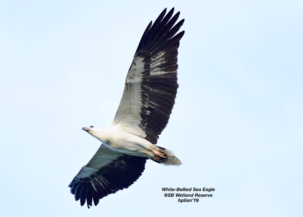 White-bellied sea eagle 