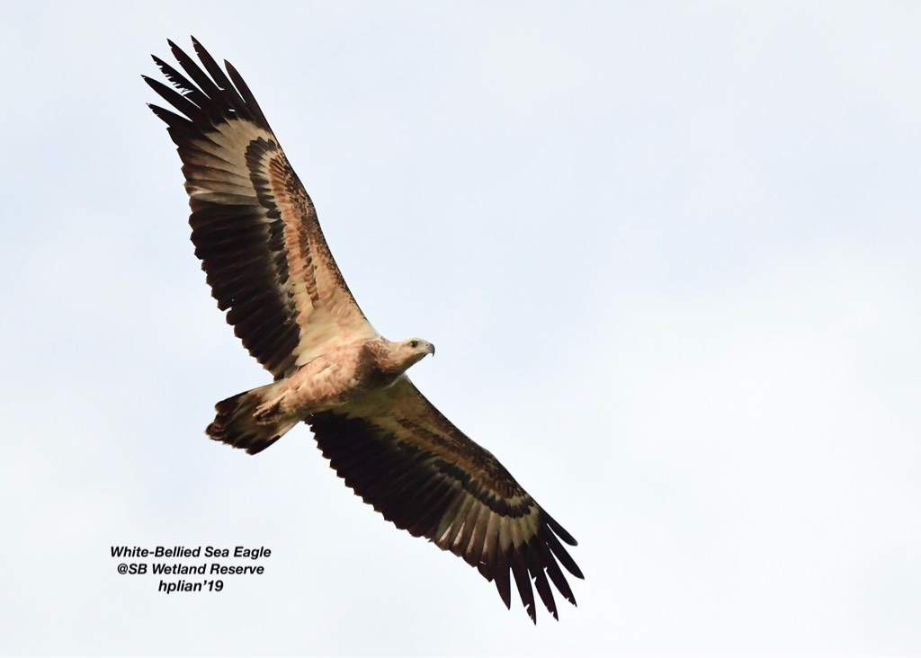 White-bellied sea eagle (dark morph)