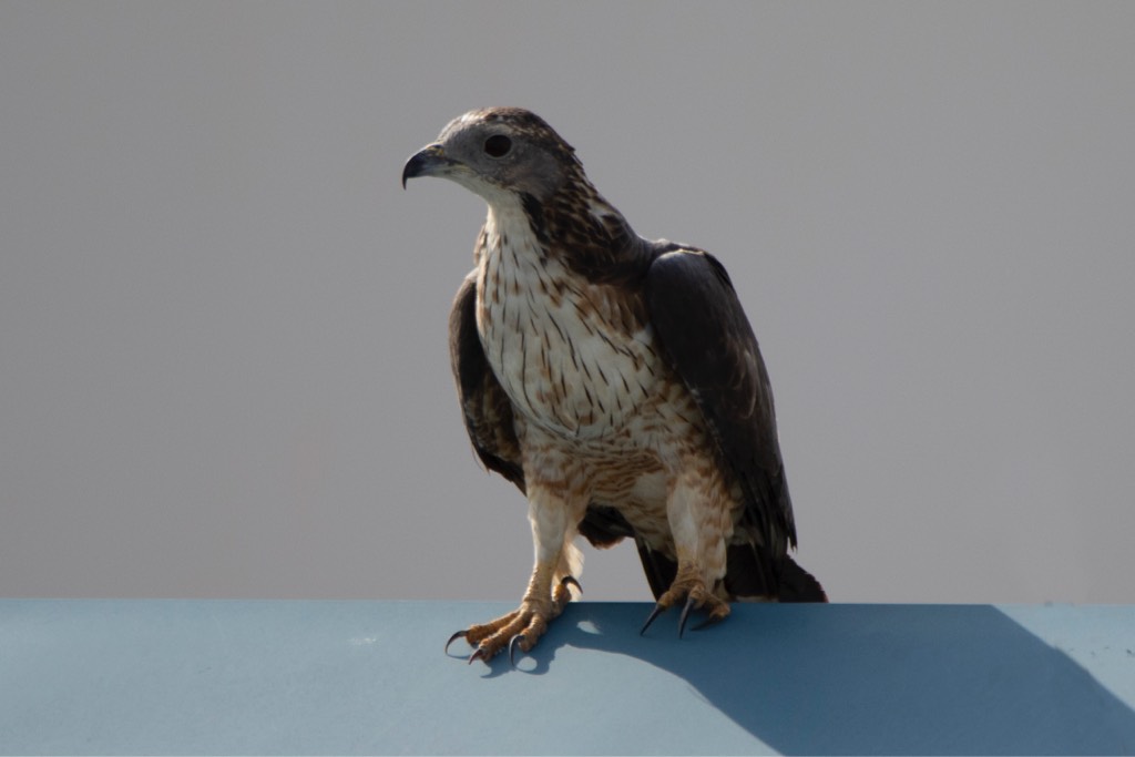 Crested honey buzzard