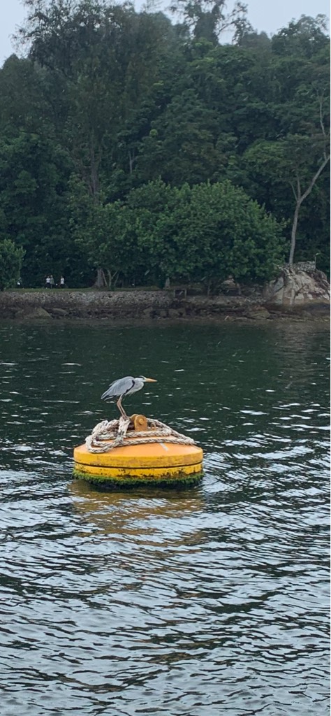 Grey heron