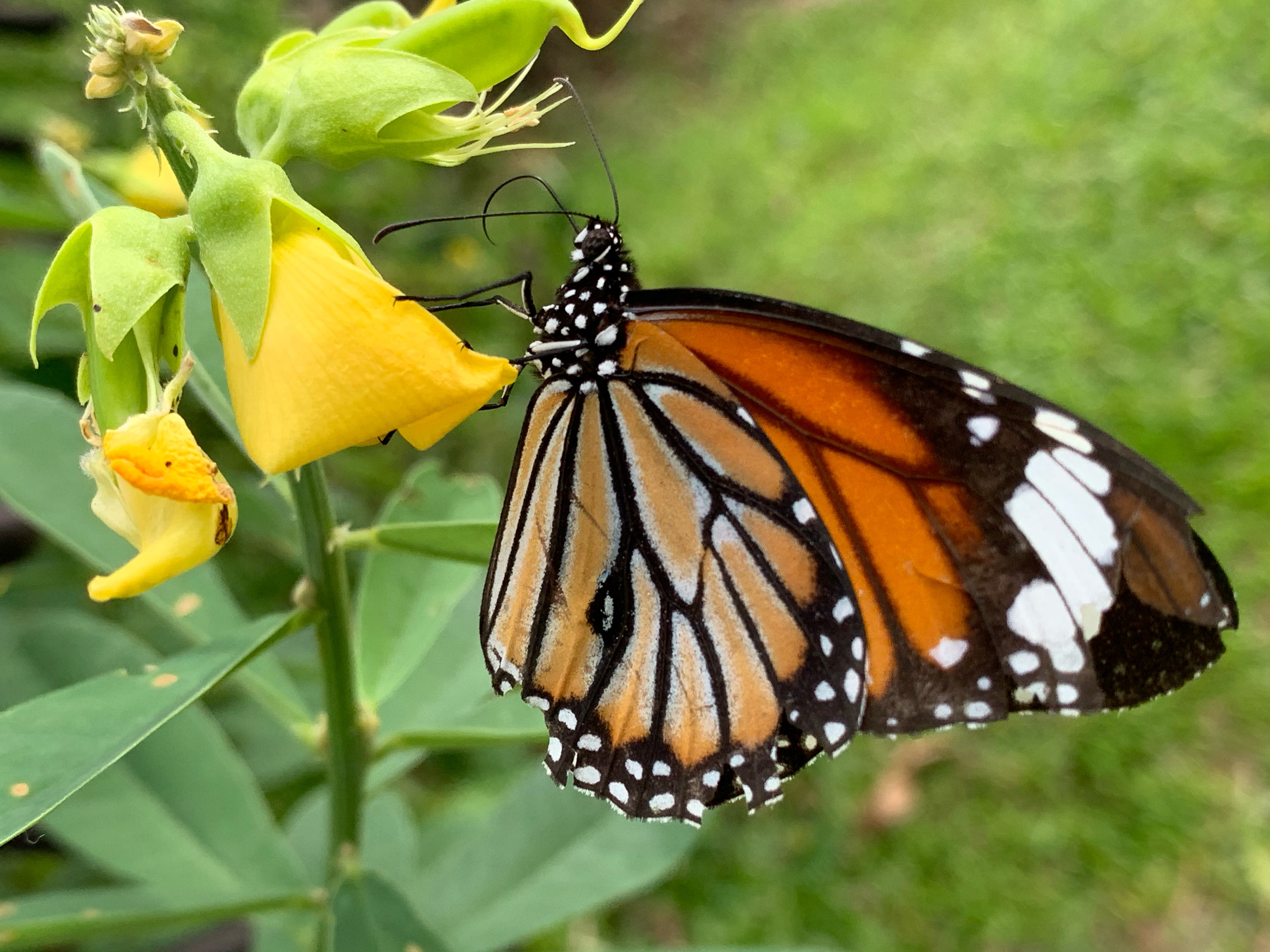 Common tiger 