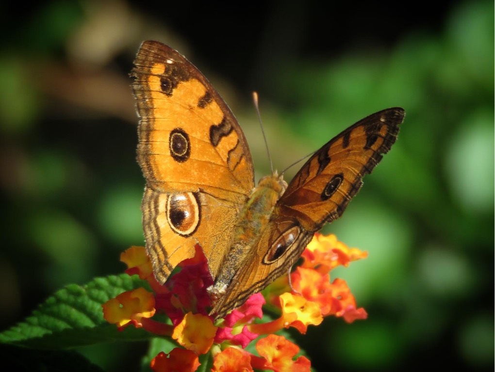 Peacock pansy