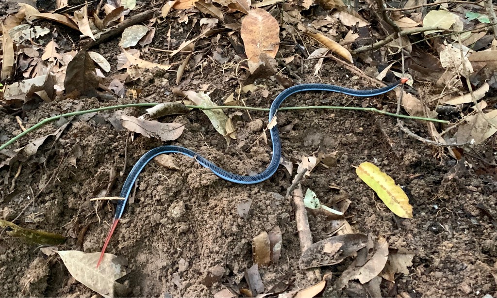 Blue malayan coral snake