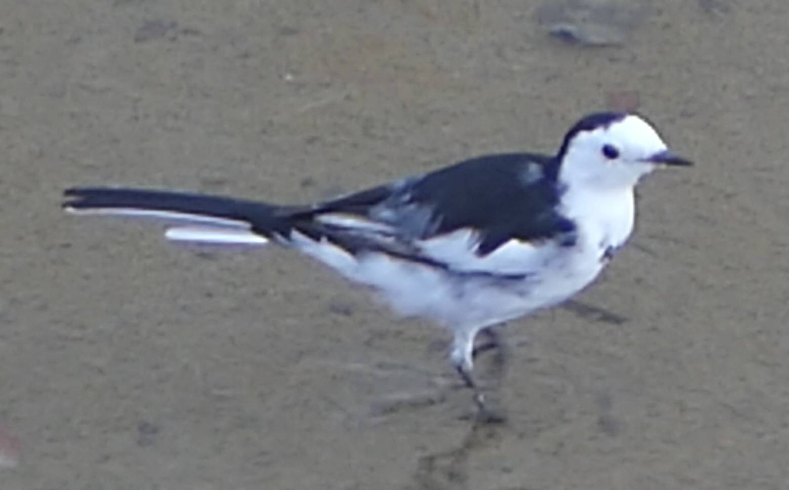 White wagtail