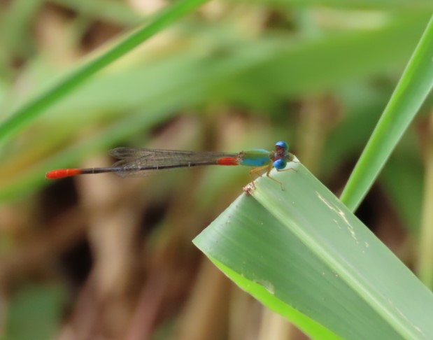 Ornate coraltail