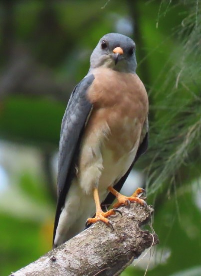 Chinese sparrowhawk