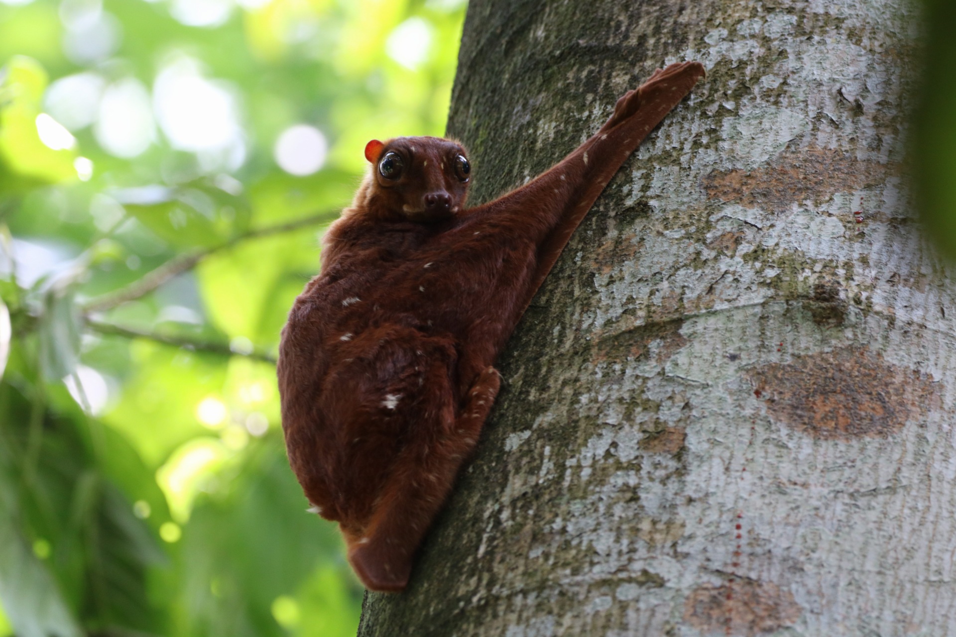 Colugo