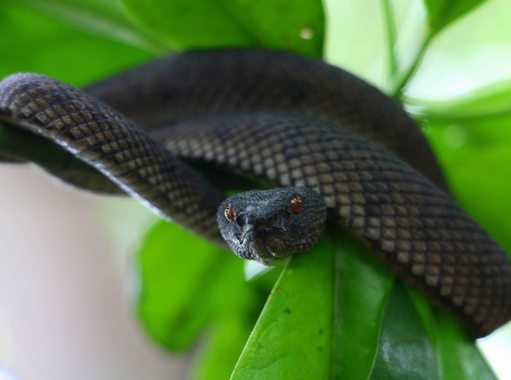 Mangrove pit viper