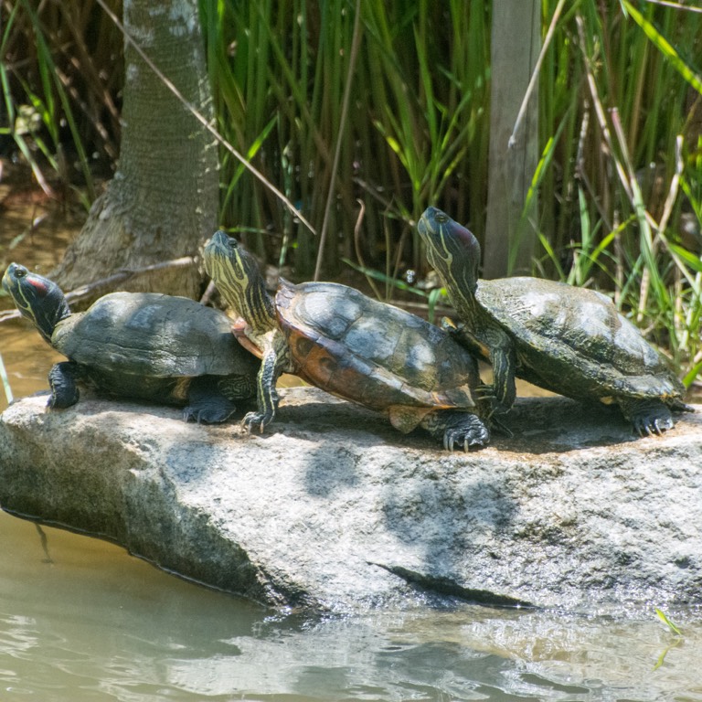 Turtles - Biodiversity and Environment Database System