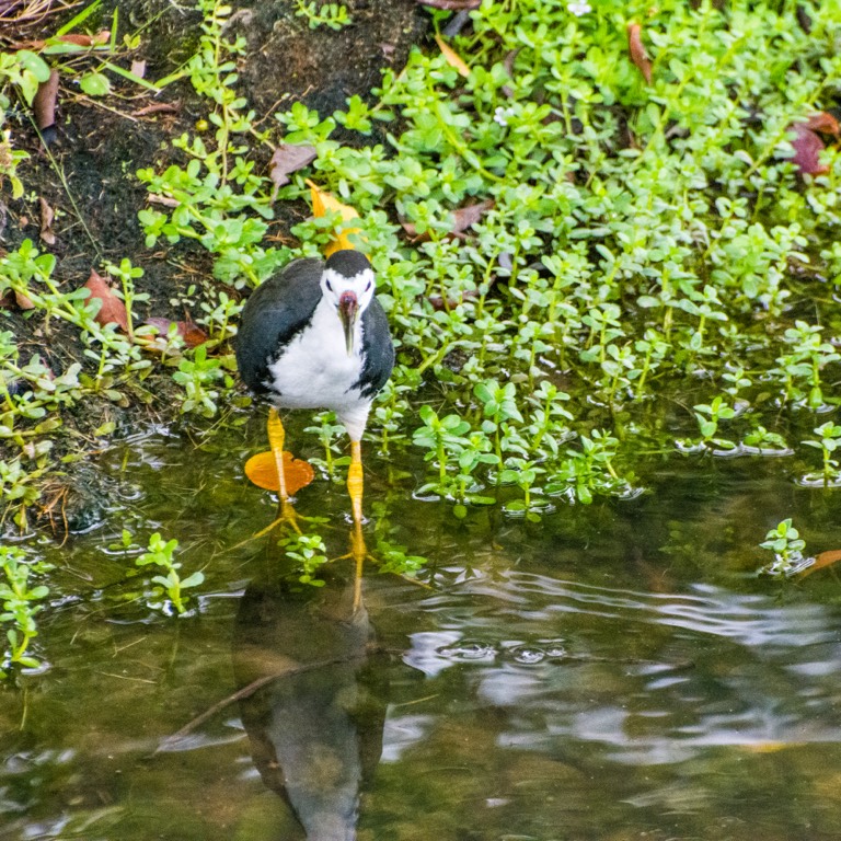 White-breasted waterhen