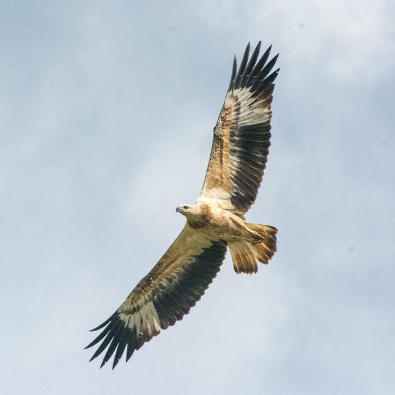 White-bellied sea eagle