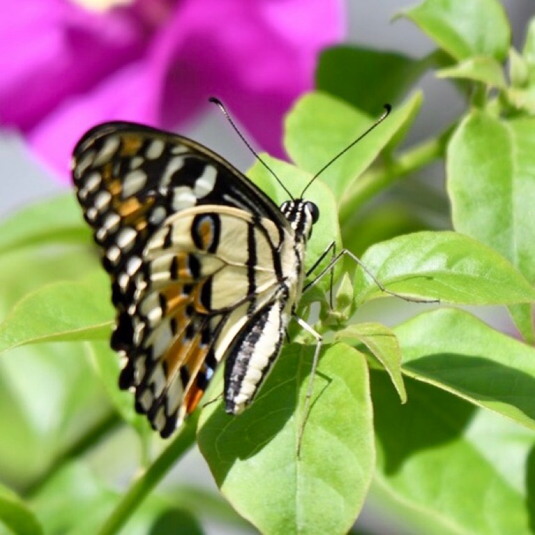 达摩凤蝶lime bufferfly（学名： papilio demoleus malayanus） - Biodiversity and ...