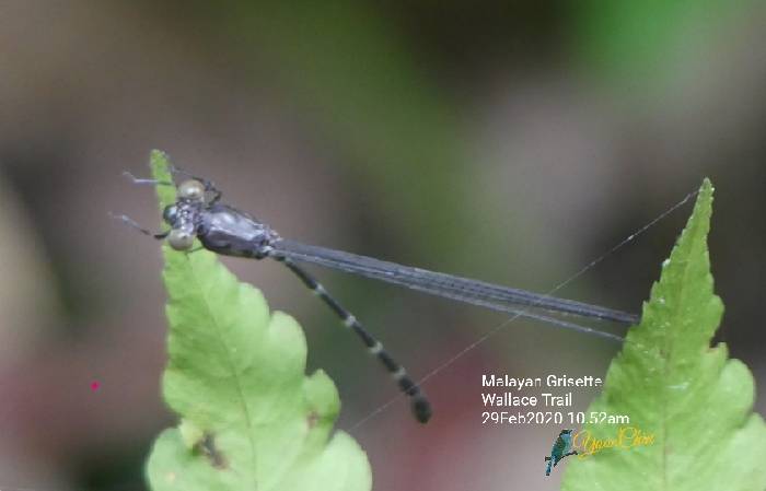 Malayan grisette