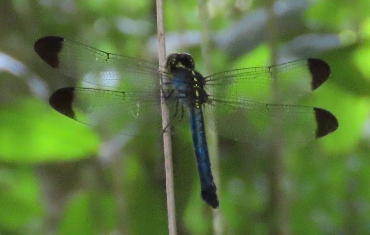 Dark-tipped forest skimmer (f)