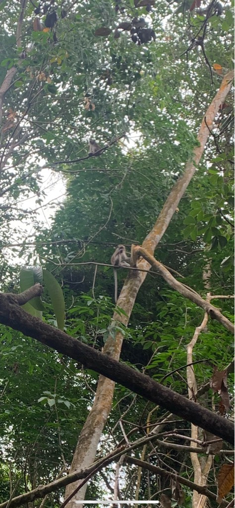 Long tailed macaque