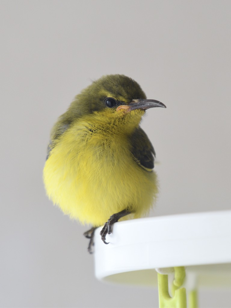 雌性黄腹花蜜鸟 olived-backed sunbird (f)（学名：cinnyris jugularis）