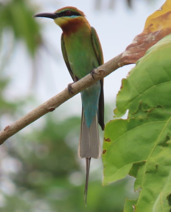 Blue-tailed bee-eater