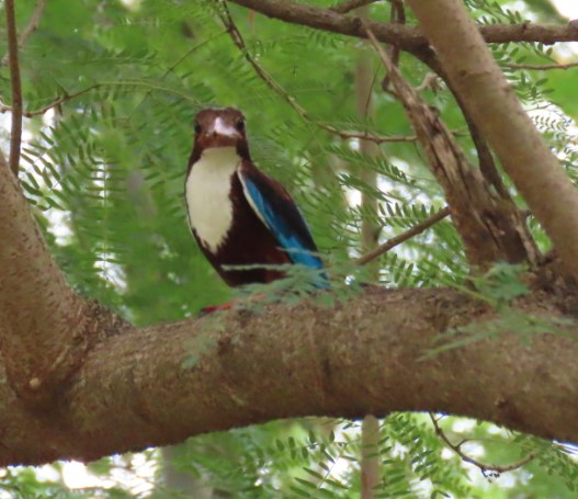 White-throated kingfisher