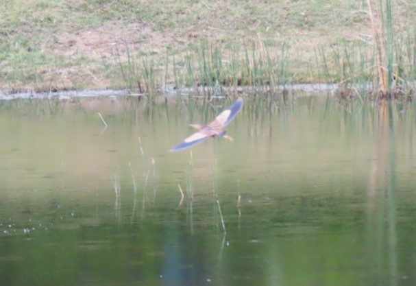 Yellow bittern
