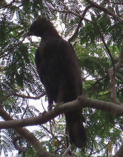 Changeable hawk-eagle
